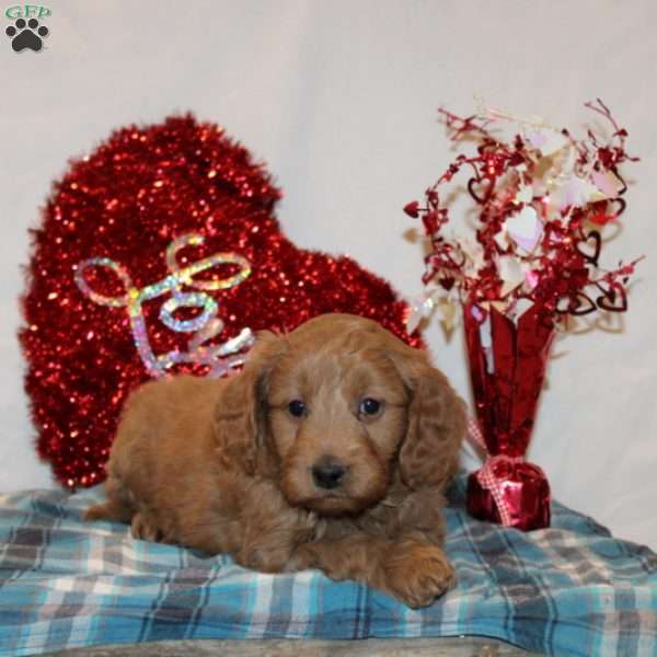 Polly, Mini Goldendoodle Puppy